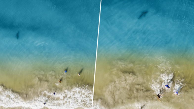 Florida Father Spots Shark Swimming Towards His Children on Drone Camera And Quickly Ushers His Family to Safety (See Pictures)
