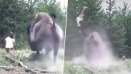 Bison Tosses 9-Year-Old Girl into The Air at Yellowstone National Park in Florida (Watch Horrifying Video)