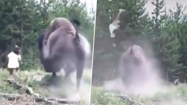 Bison Tosses 9-Year-Old Girl into The Air at Yellowstone National Park in Florida (Watch Horrifying Video)