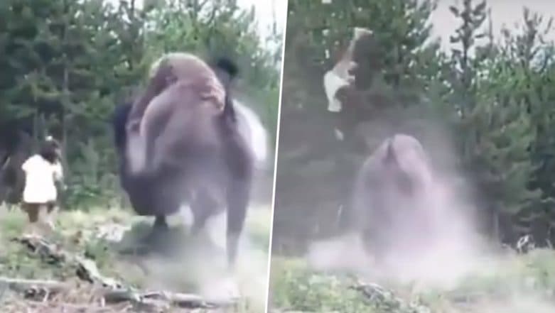 Bison Tosses 9-Year-Old Girl into The Air at Yellowstone National Park in Florida (Watch Horrifying Video) Bison Tosses 9-Year-Old Girl into The Air at Yellowstone National Park in Florida (Watch Horrifying Video)