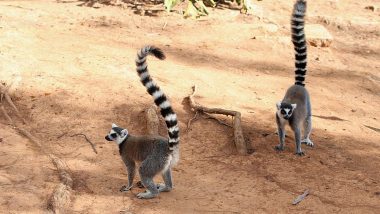 US Man Pleads Guilty to Stealing Oldest-Living, Ring-Tailed Lemur From Zoo to Keep It as Pet