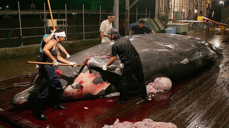 Whaling Ships Set Sail as Japan Resumes Commercial Hunts