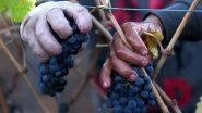 Bunch of Red Japanese Grapes &lsquo;Ruby Roman&rsquo; Sold for Whopping USD 11,000 at Auction