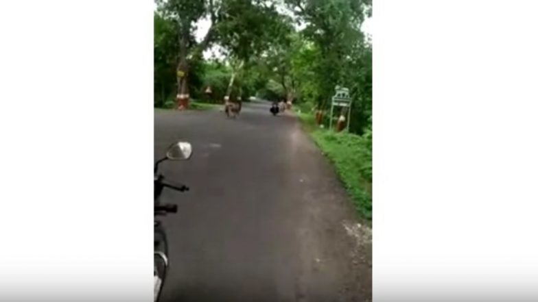 Gir Lion Strolls Freely in Gujarat’s Junagadh, Passersby Stop to Take Selfies and Videos; Watch Viral Clip