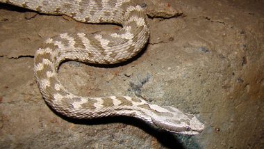 Uttar Pradesh: Snake Scare in Lucknow Jail Following Water Logging, One Dead