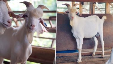 'Handsome' Malaysian Goat Becomes Internet Sensation, Thanks to Its 'K-Pop Star' Looks! (See Pictures)