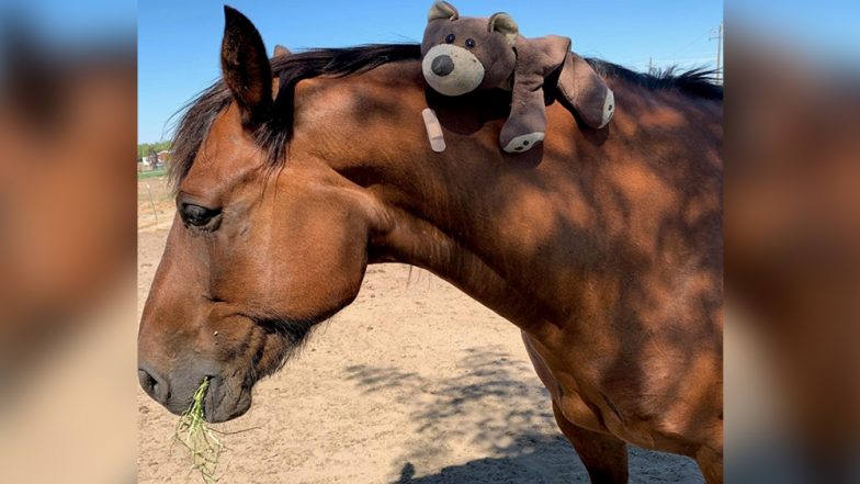 Californian Police Horse Punched During Drunken Fight at Fair, Five Arrested