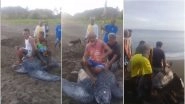 Indonesian Locals Ride Leatherback Turtle Harrassing the Endangered Amphibian as It Tries to Flee (Watch Disturbing Video)