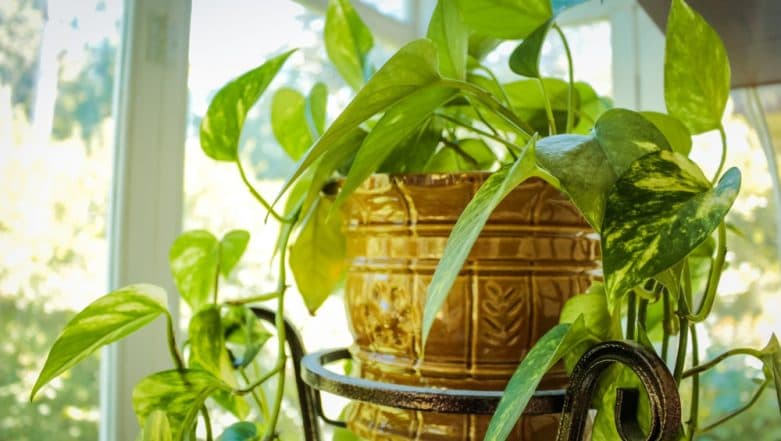 COVID-19 Outbreak: How to Connect with Nature While Staying Indoors?