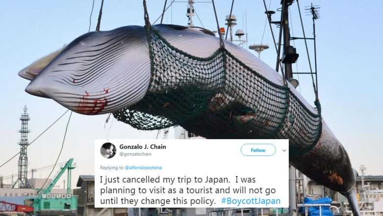 Japan's Resuming of Commercial Whaling Sparks Angry Reactions Globally 