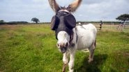Jonty the Donkey Kicks Back in Style With Snazzy UV Goggles That&rsquo;s Helping Him Recover From Blindness