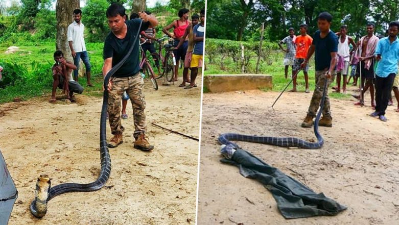 14-Feet-Long King Cobra Caught in Assam's Jiajuri Tea Estate