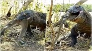 Komodo Dragon Eats a Whole Monkey Within Seconds! Terrifying Footage From Indonesia Goes Viral