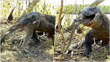 Komodo Dragon Eats a Whole Monkey Within Seconds! Terrifying Footage From  Indonesia Goes Viral | 👍 LatestLY