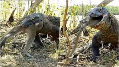 Finally met the majestic yet terrifying Komodo Dragons! Indonesia