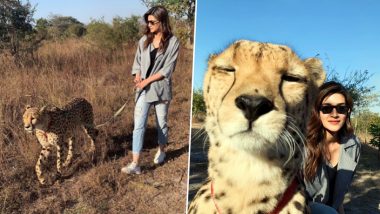 Kriti Sanon Shares Picture with a Cheetah from Her Zambia Holiday, Netizens Ask Actress to ‘Be Responsible and Sensitive’
