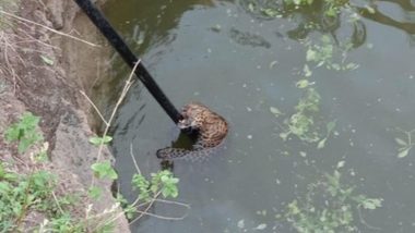 Leopard Rescued From Well in Pune’s Shirur, Shifted to Rescue Centre in Junnar (Watch Video)