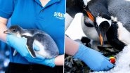 So Cute! Lesbian Penguin Couple Prove Themselves to Be Responsible Parents, Gets to Adopt Chicks at Sea Life in London