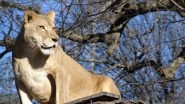 Sheba the Lioness Dies at North Carolina Sanctuary Due to Extreme Temperature Rise Across the US (See Pictures)