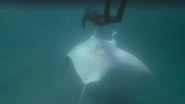 Giant Manta Ray Begs Diver at Ningaloo Reef to Save Her Eye From Fish Hooks, Watch Video