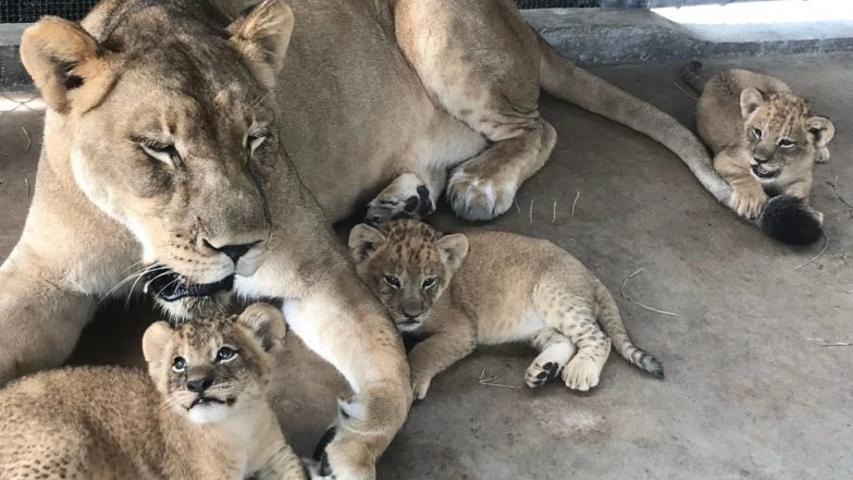 Lion Cub Naming Contest is Being Hosted by Naples Zoo in Florida And Lucky Winner Will Get a Prize