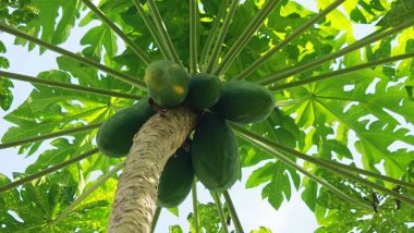 Papaya Leaf Health Benefits: Not Just for Dengue and Platelets! This Medicinal Leaf Has Other Uses