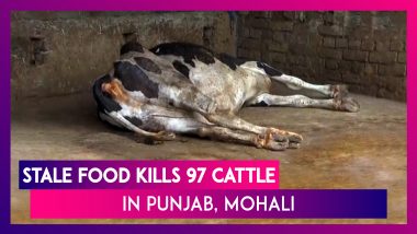 Punjab: Stale Food Kills Around 97 Cattle in Mohali