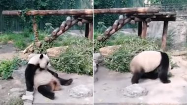 Tourists Wake Up Sleeping Panda at Chinese Zoo by Throwing Stones, Shocking Video Angers Netizens