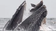 Humpback Whale Appears to Eat a Sea Lion in This Rare Photograph, But Here's The Truth
