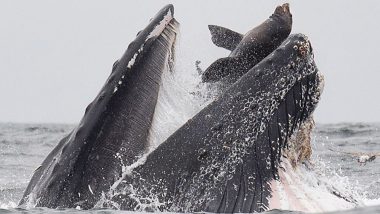 Humpback Whale Appears to Eat a Sea Lion in This Rare Photograph, But Here's The Truth