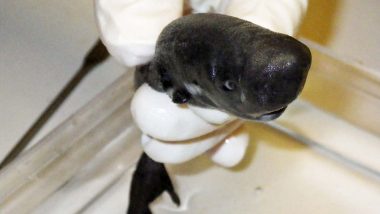Rare New Species Of Pocket Shark That Shoots Glowing Liquid in Dark From its Pockets Found in Gulf of Mexico! (See Pictures)