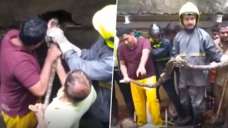 Mumbai Rains Bring Along 9-Feet Long Python in Thane! Snake Rescued From Sewer Amid Heavy Downpour (Watch Viral Video)