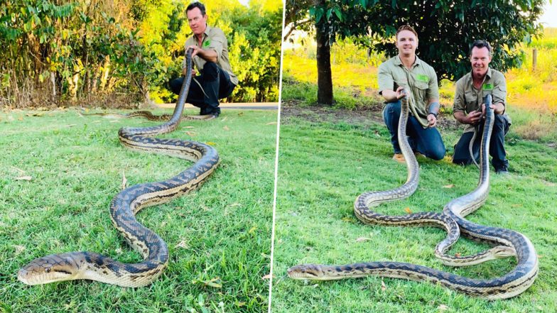 Pythons Mating on Rooftop in Cairns Crash Through Ceiling Due to Their Weight (View Pics)