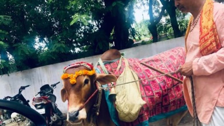 Robert Vadra Shares Clip on Facebook About Sacred Cow That Can ‘Predict Future’; Watch Video