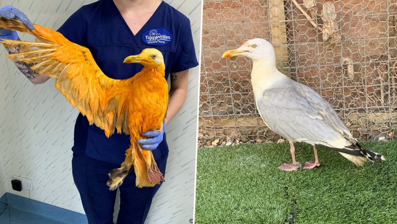 Seagull Falls Into Curry Making People Think of it as an 'Exotic' Bird, UK  Animal Rescue Shares Before And After Pictures | 👍 LatestLY