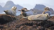 Seals, Terrified of Tourists Jump Off Cliffs in Scotland Injuring Themselves During the Fall