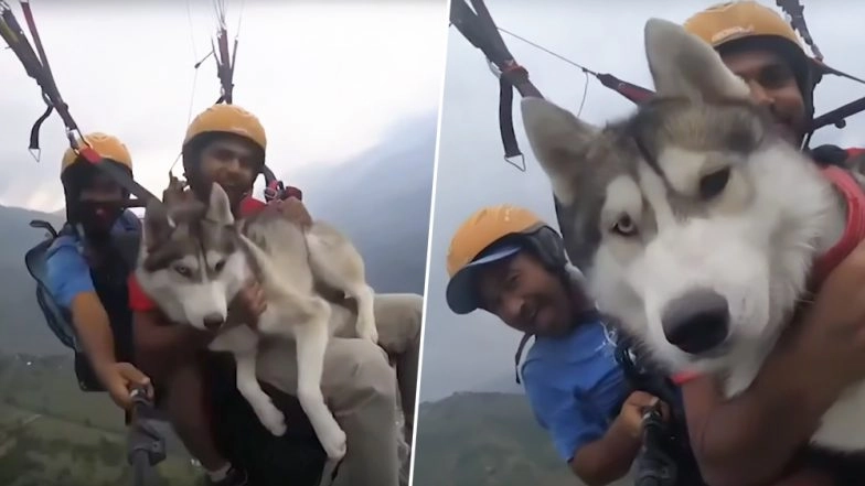 Siberian Husky Goes Paragliding 3,500 Feet Above Ground
