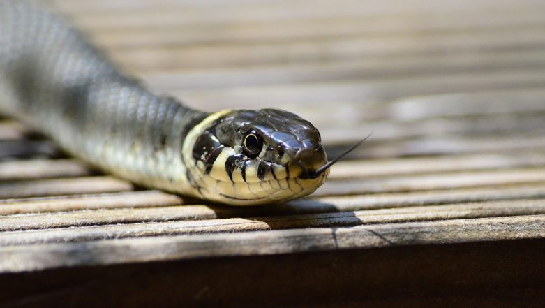 Woman Throws a Live Snake at Car Driver in an Attempt to Steal It 