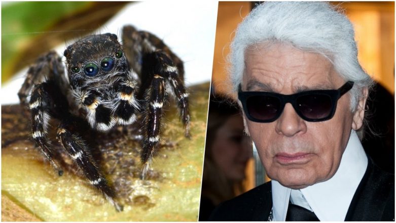 Newly Discovered Jumping Spider Species Named After Karl Lagerfeld