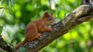 Alabama Man Feeds 'Attack Squirrel' Drugs to Make it More Aggressive, Arrested