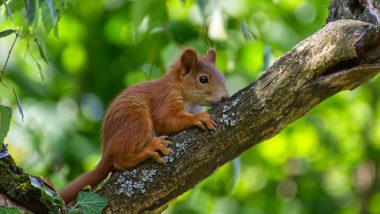 Alabama Man Feeds 'Attack Squirrel' Drugs to Make it More Aggressive, Arrested