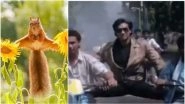 Squirrel Balancing on Two Sunflowers Reminds Netizens of Ajay Devgn's Bike Stunt From 1991 Movie Phool Aur Kaante; Check Out the Picture and Funny GIF
