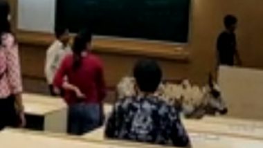 Mumbai: Stray Cattle Enters IIT Bombay Classroom As Shocked Lecturer and Students Looked On; Watch Video