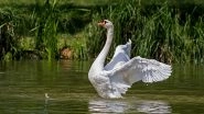 Swan Kills Pet Dog in Dublin Park! Bird Attacked Cocker Spaniel to Protect its Babies
