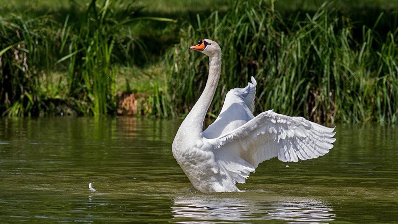 Dog Killed By Swan in Dublin Park While Protecting Its Babies 