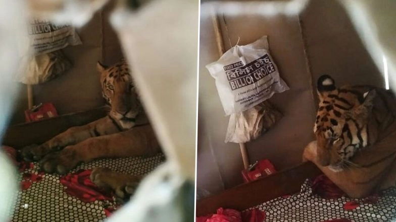 Assam Floods: Tiger Breaks Into House, Relaxes on Bed After Escaping the Floodwaters That Destroyed Kaziranga National Park