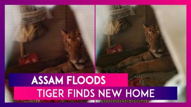 Assam: Tiger Finds New Home As Floods Hit Kaziranga Forest