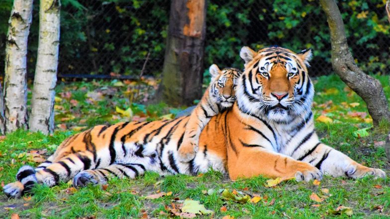 International Tiger Day 2019: Know 7 Facts About the Ferocious Big Cats On the Day Aimed at Their Conservation