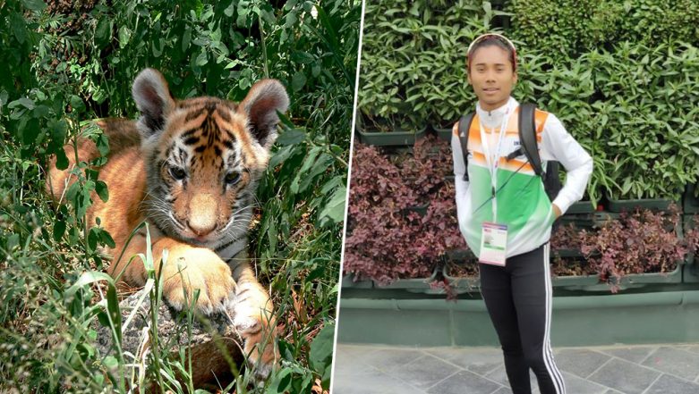 Tiger Cub in Bengaluru's National Park Named After Hima Das