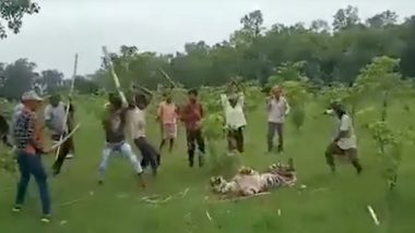 Tigress Beaten to Death in UP’s Pilibhit, Brutal Killing Captured on Video